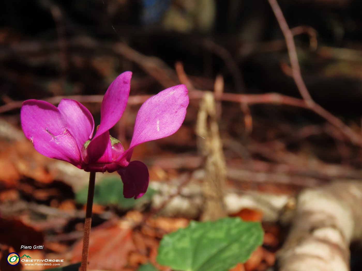 23 Cyclamen (Ciclamino)  ancora ben fiorito.JPG